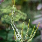 witte veronicastrum