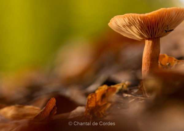 Macrofotografie paddenstoel