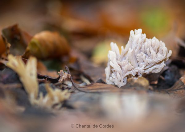 Macrofotografie paddenstoel