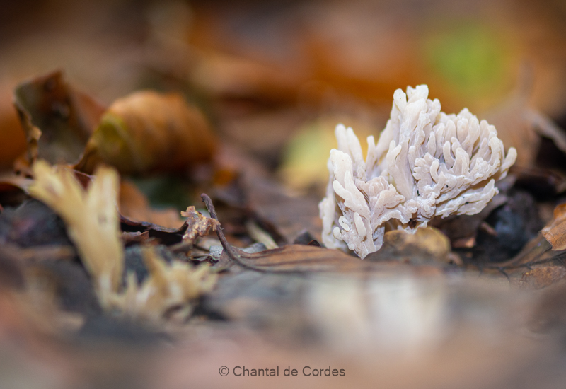 Macrofotografie paddenstoel