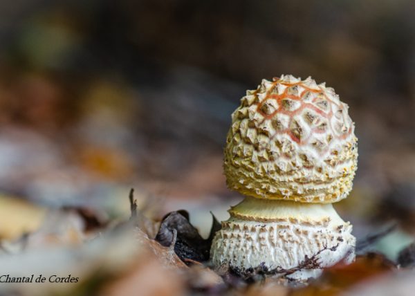 Macrofotografie paddenstoel