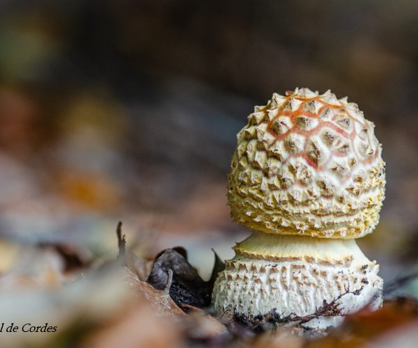 Macrofotografie paddenstoel