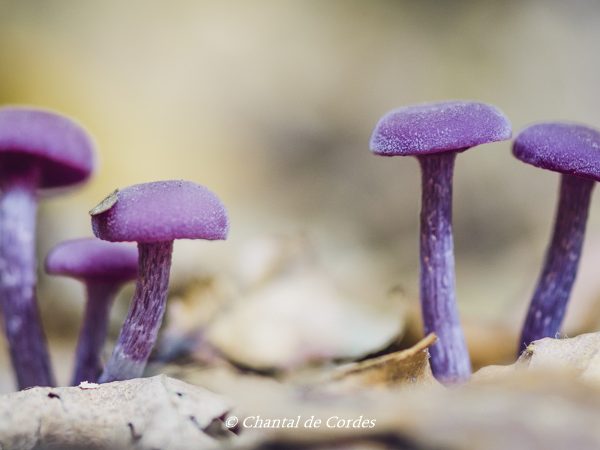 Macrofotografie paddenstoelen