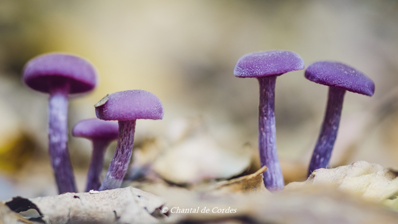 Macrofotografie paddenstoelen