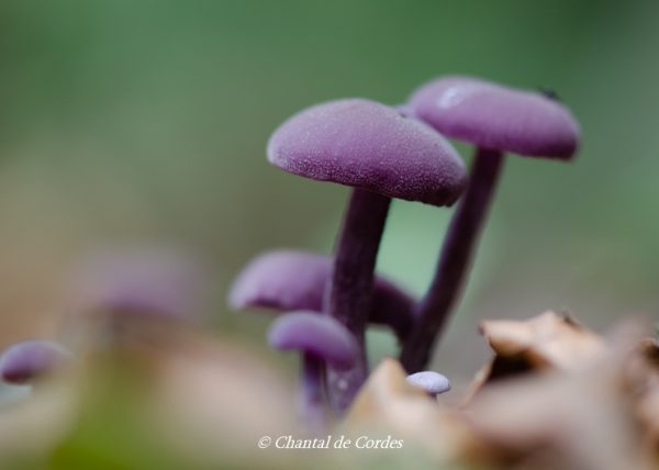 Macrofotografie paddenstoelen violet