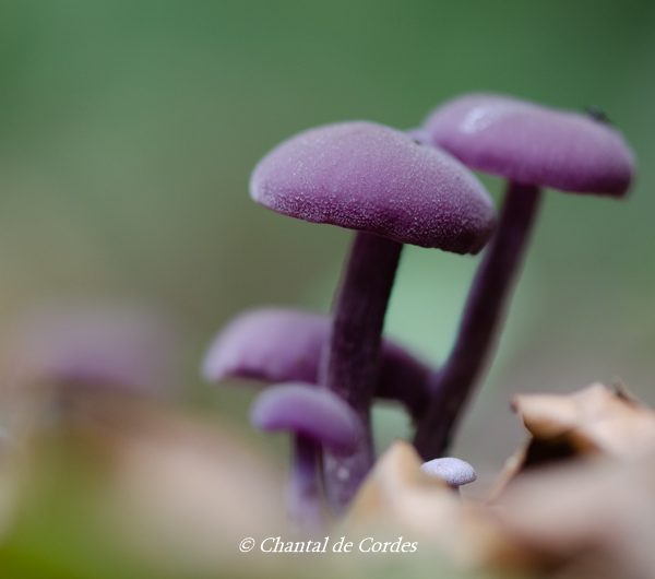 Macrofotografie paddenstoelen violet