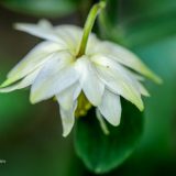 astrantia