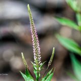 veronicastrum