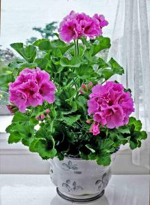 Pelargonium Karin L