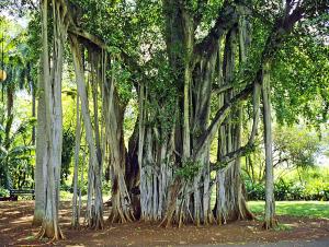Ficus benjamina. Sarasota Bot. Garden, Florida, USA.