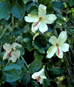 Hibiscus arnottianus 'Kokio keokeo', Waimea Falls. Hawaii.