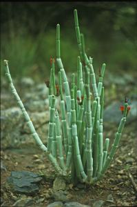 Ceropegia fusca  