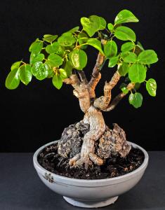 Schefflera arboricola. Ny tillväxt.