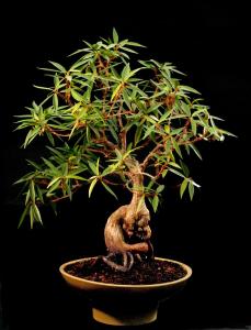 4. Ficus x neriifolia