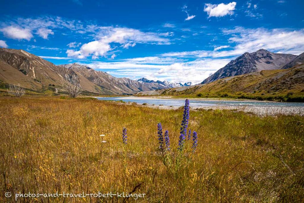 Lupines in the Ahuriri valley, South Island, New Zealand