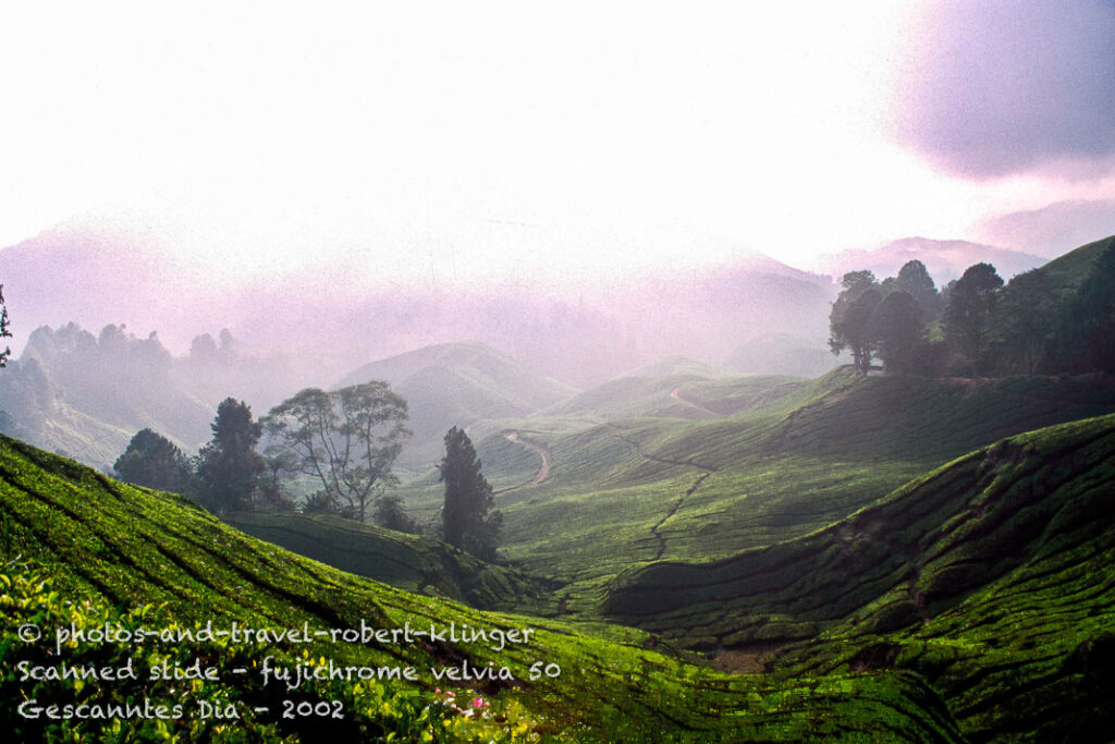The Cameron highlands in Malaysia