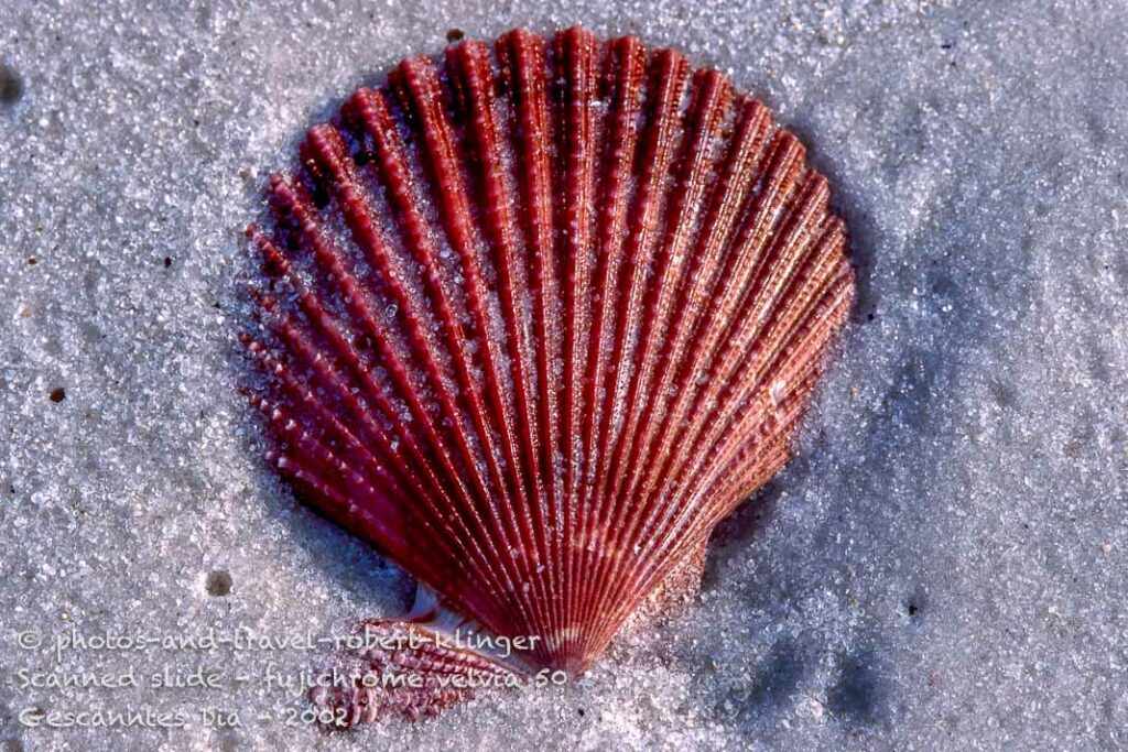 a shell at the Tasmanian coast