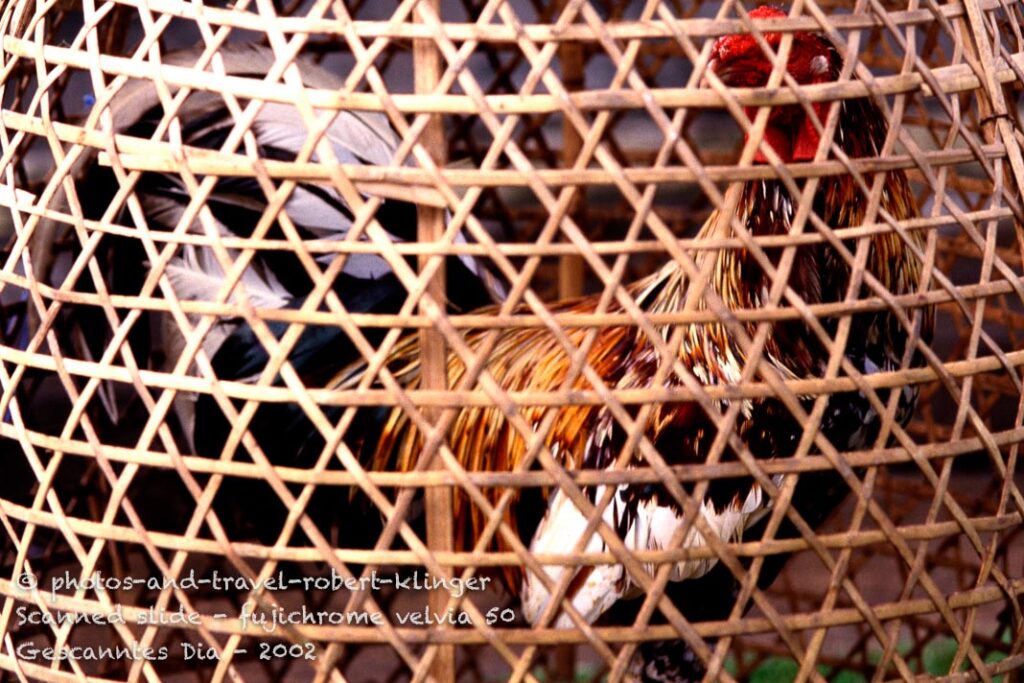 Cock befor a cook fight in Indonesia