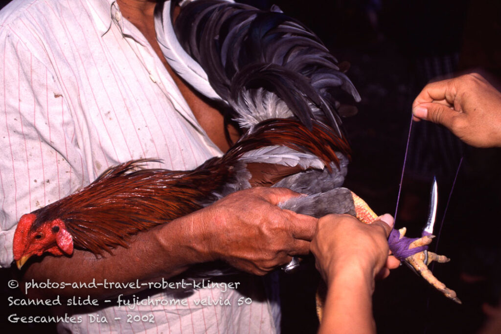 A cock is being prepared with a sharp knive for the fight