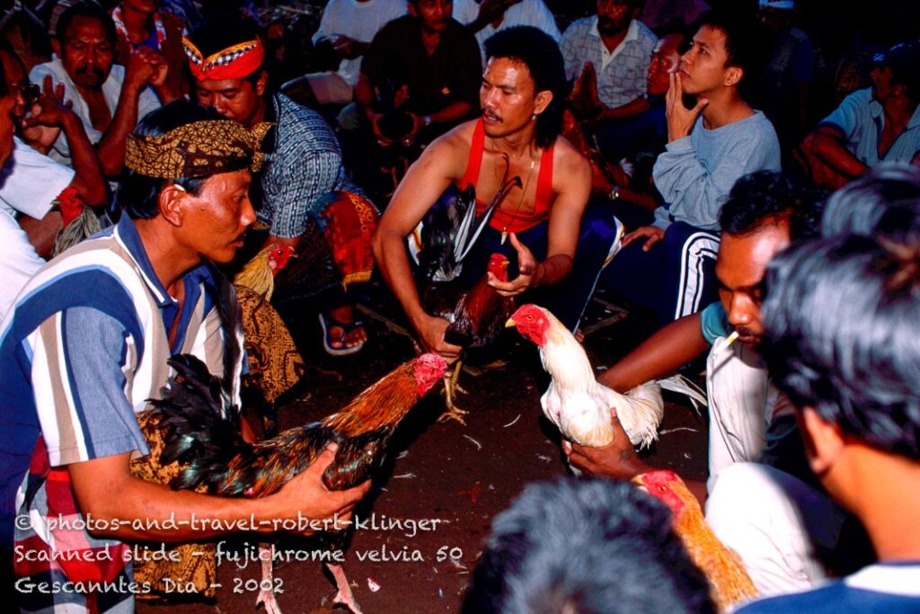 Cockfights are common in Asia