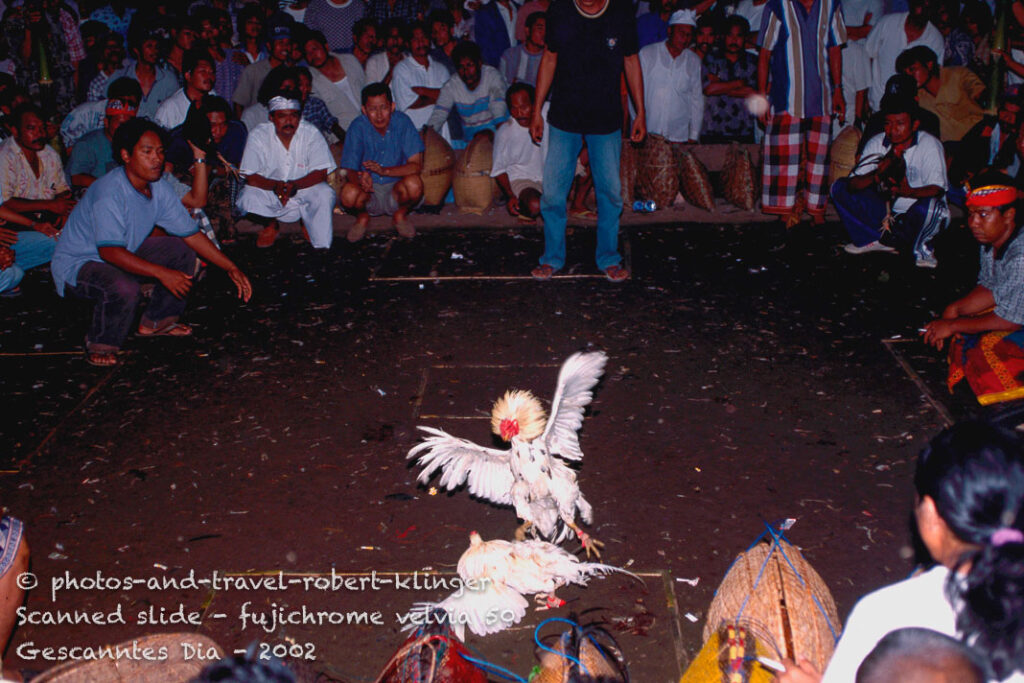 A cockfight in Sumatera