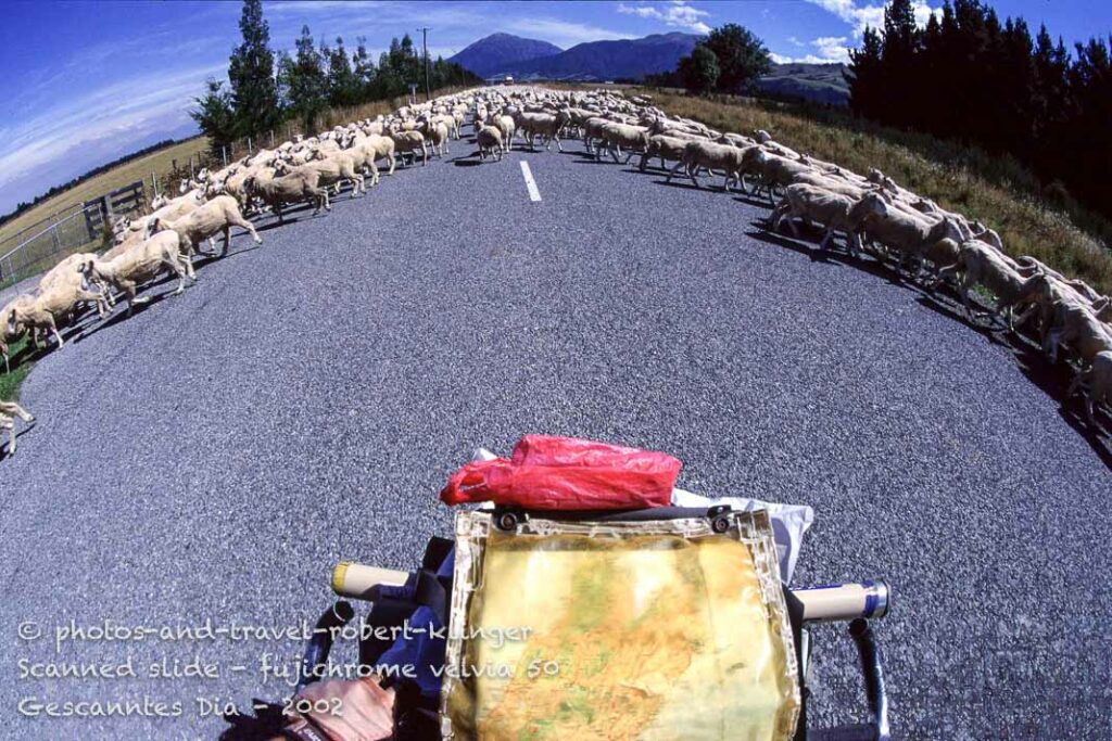 Sheep jamming a road in New Zealand