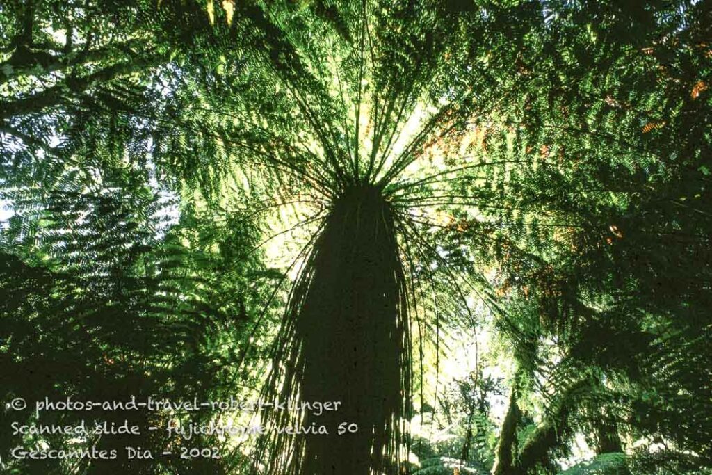 A fern tree in NZ