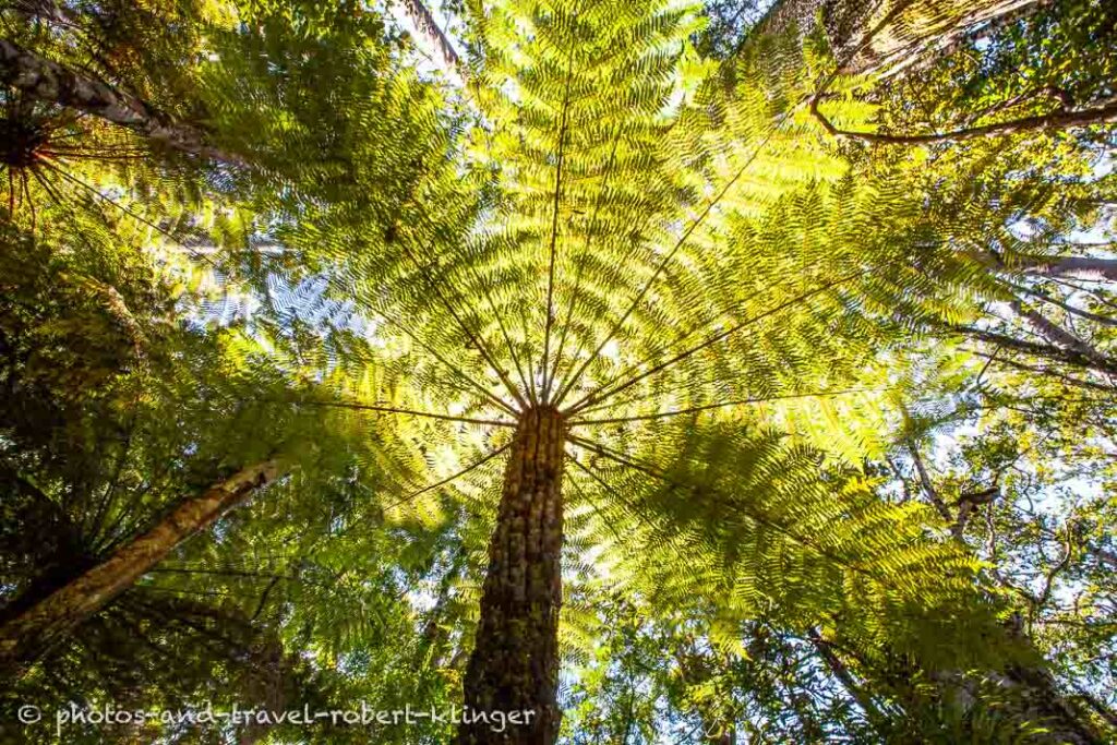 A fern tree in New Zealand