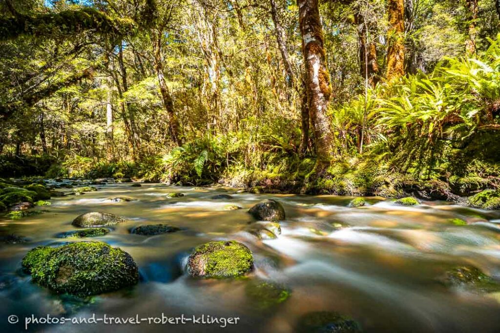 A little forrest stream close to the Mohikinui river