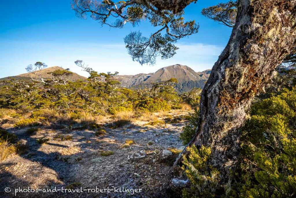 The Leslie Karamea track in New Zealand