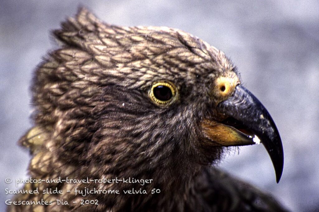 A kea