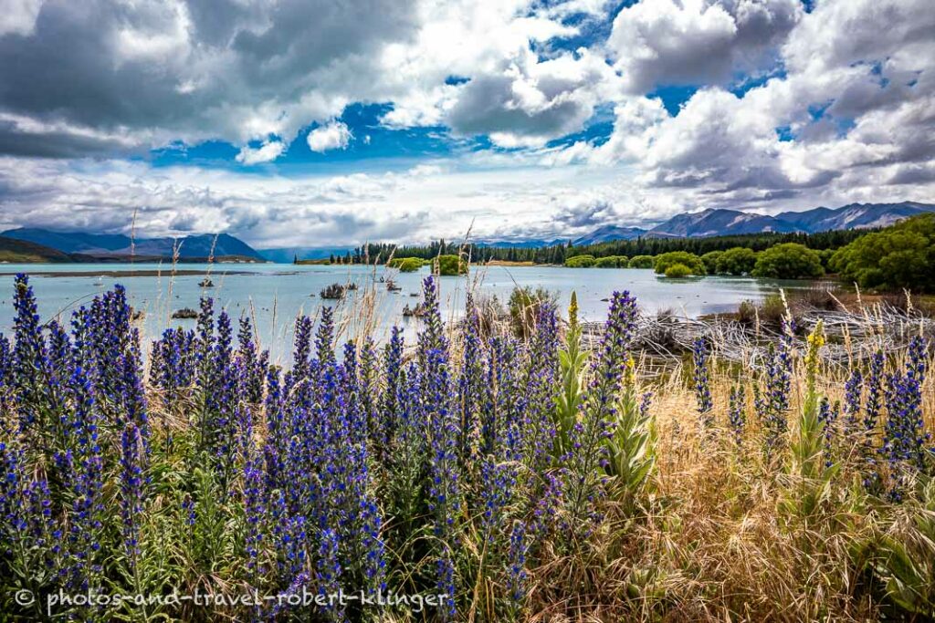 Lupine flowers at Lake Tekapo