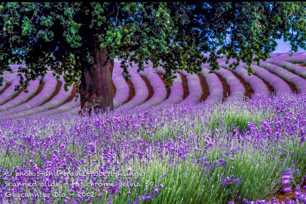 A lavender field in Tasmania