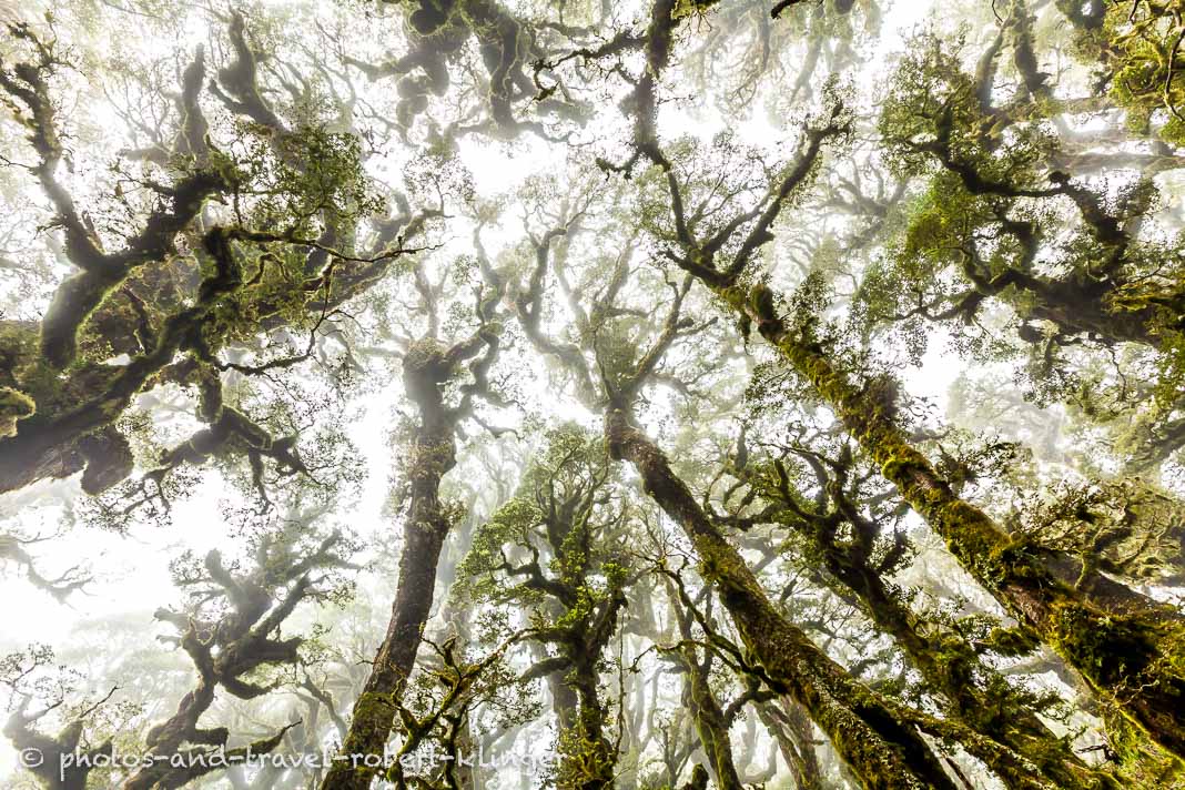 Lake Waikaremoana is surrounded by subtropical rainforest