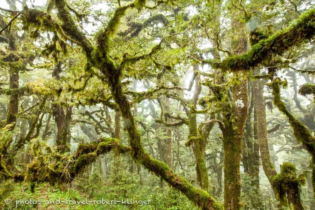 Rainforest around Lake Waikaremoana