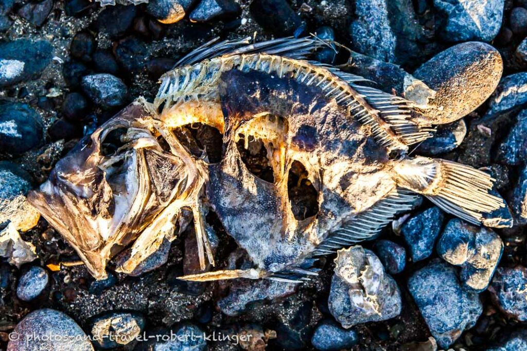 A dead fish at the coast in New Zealand