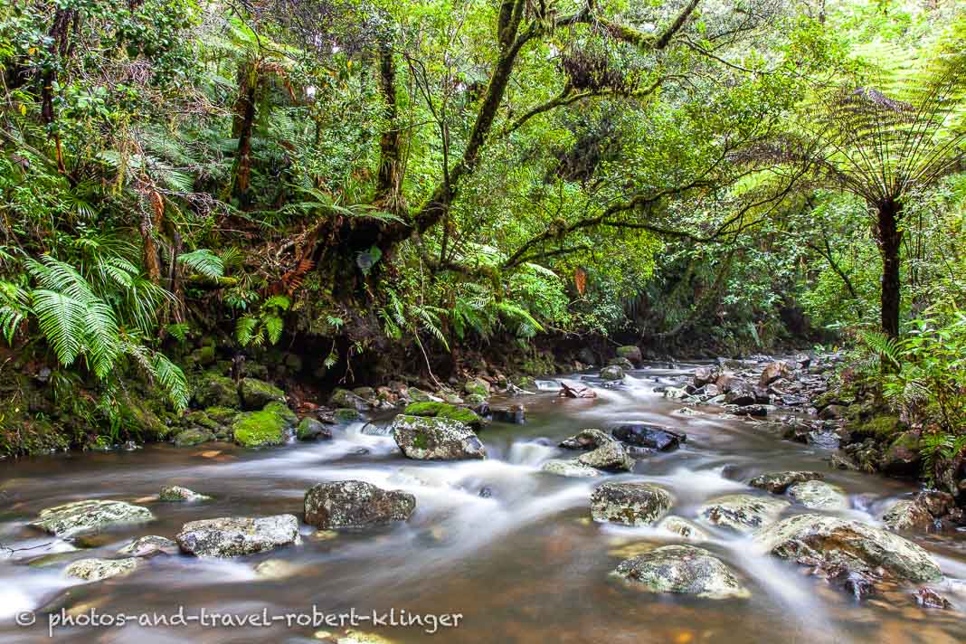 A little forest stream in New Zealand