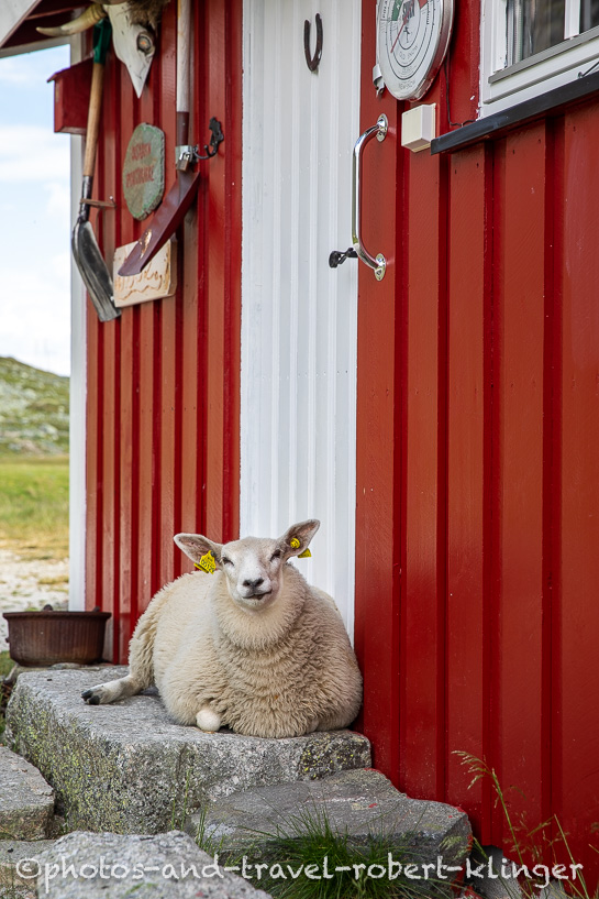 A sheep in Hardangervidda