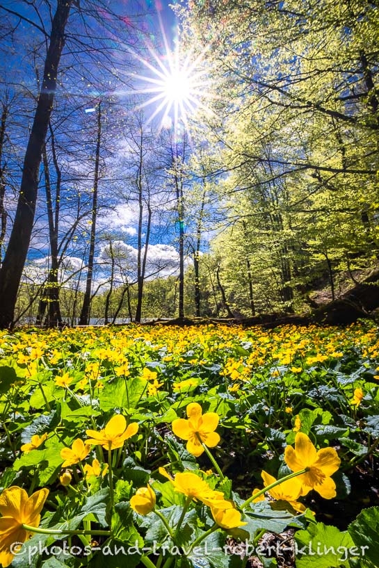 Spring flowers in Plitvice Lakes Nationalpark