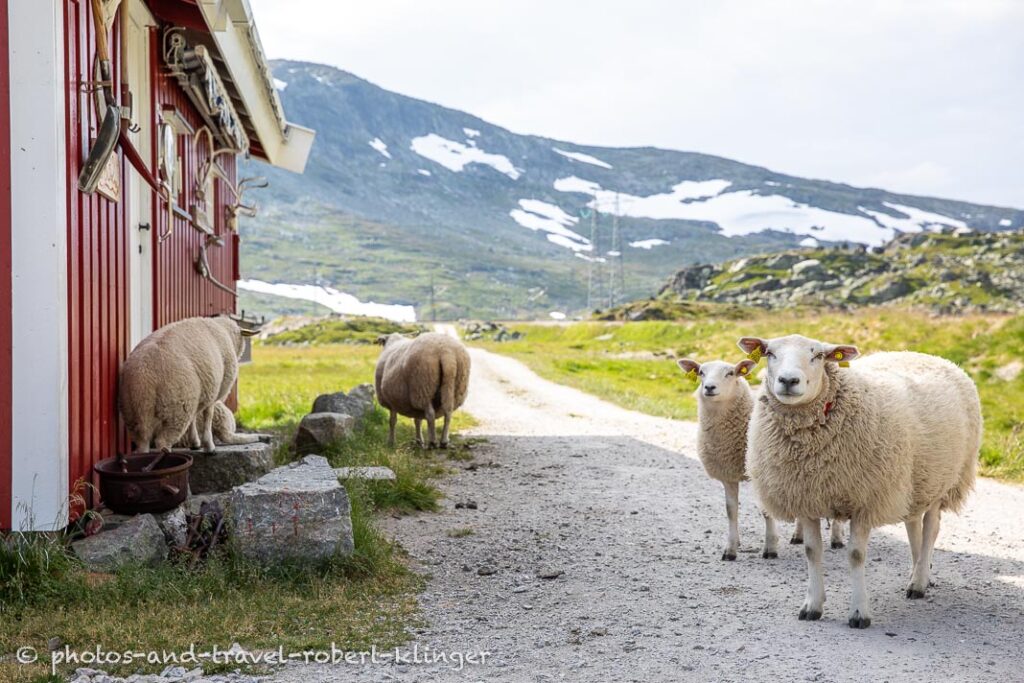 Sheep in Hardangervidda