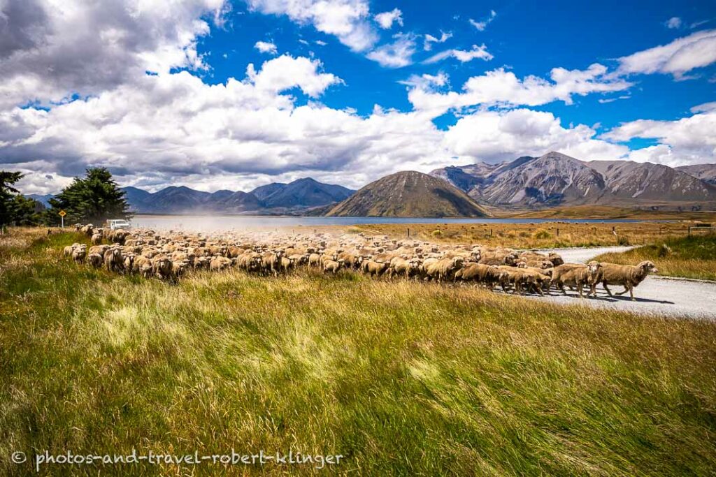 Sheep farming at Lake Heron