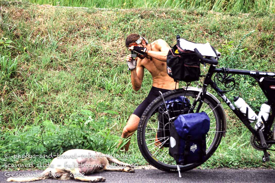 A travel photographer in Thailand photographing a dead dog