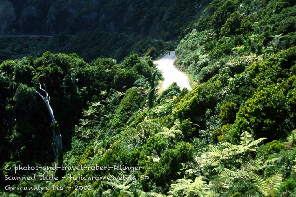 Temperate rainforest along the west coast of New Zealand