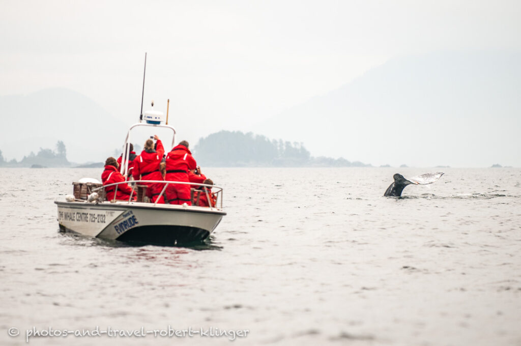 Whale watching on Vancouver Island