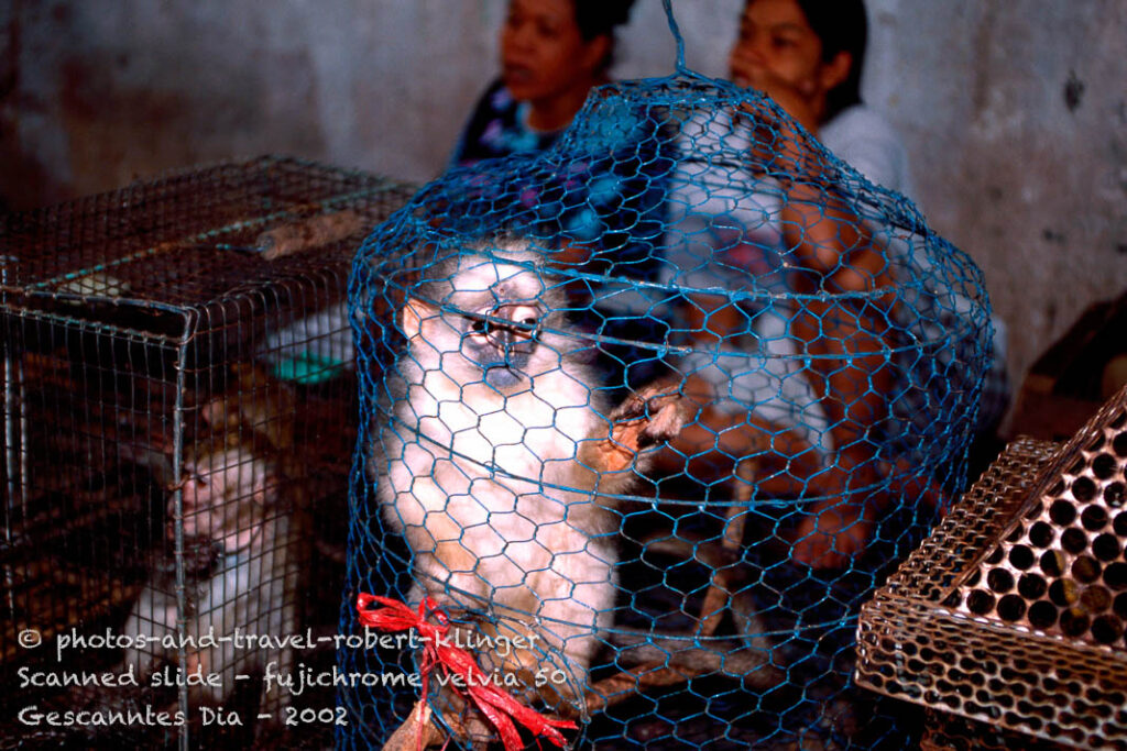 Animal market in Indonesia
