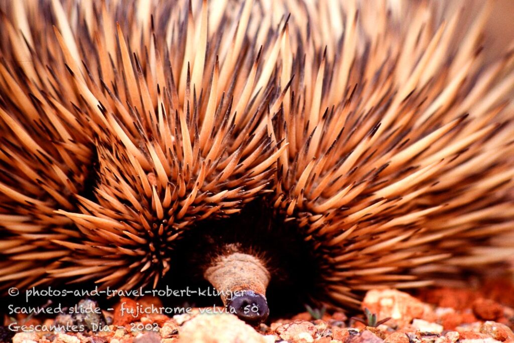 An echidna in the outback