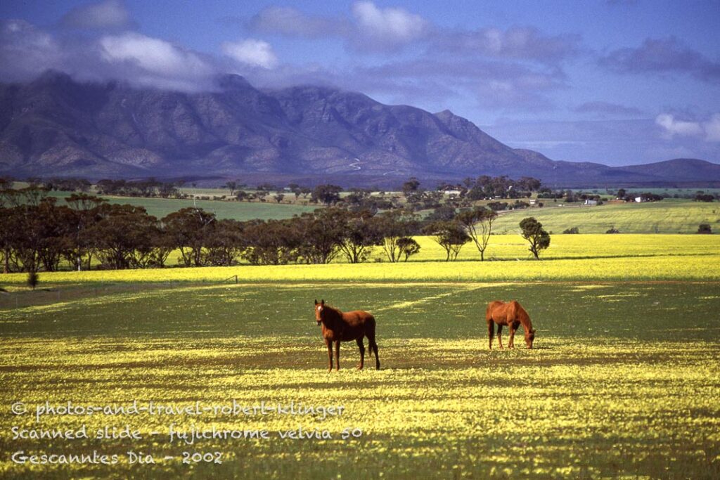 Horses in Western Australia