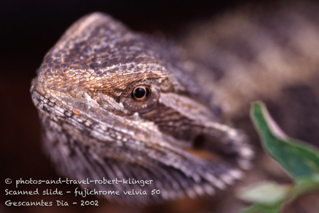 A lizzard in Australia