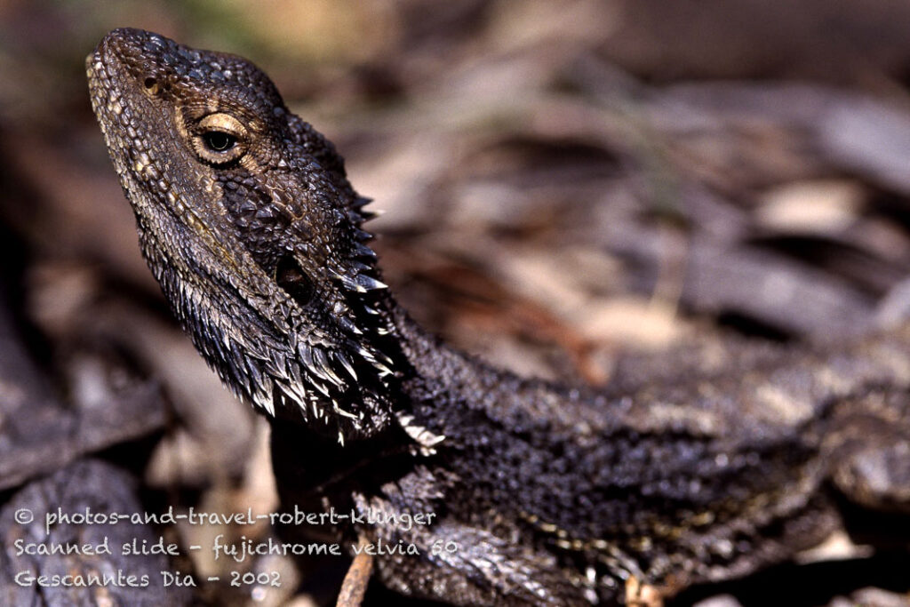 A lizzard in Australia