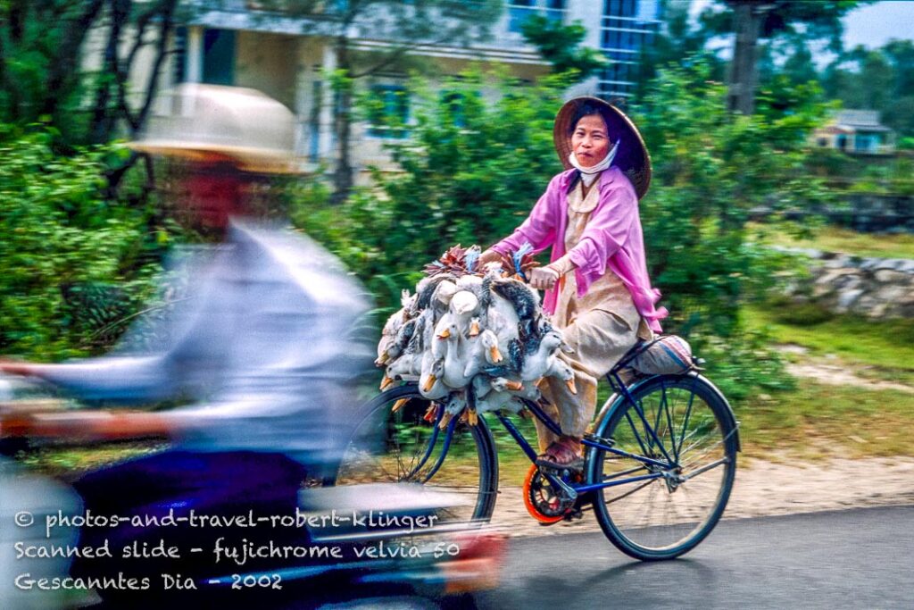 A woman carrying live ducks on a bicycle in Vietnam